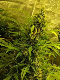 Girl Scout Cookies Auto - картинка 7