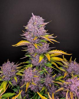 Purple Lemonade Auto - картинка 3