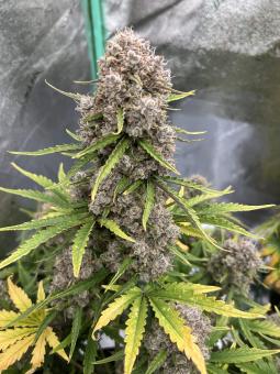 Stardawg Auto - картинка 4
