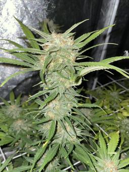 Northern Lights Auto - картинка 4