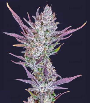 Wedding Glue Auto - картинка 1