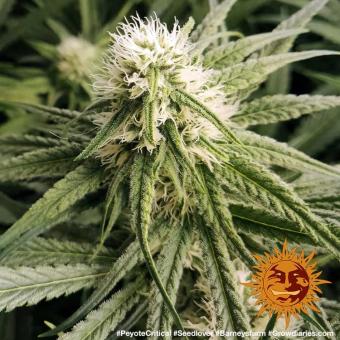 Peyote Critical - картинка 4