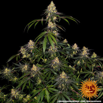 Watermelon Zkittlez - картинка 1