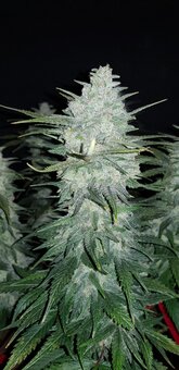 Gelato Auto - картинка 10