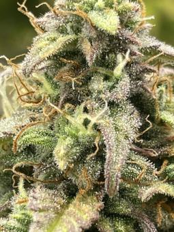 Trainwreck Auto - картинка 4