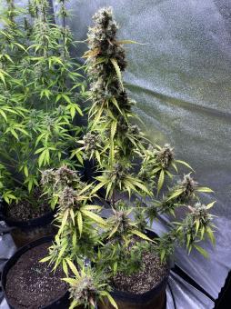 Purple Punch Auto - картинка 5