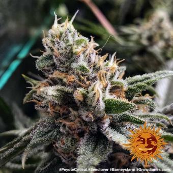 Peyote Critical - картинка 7