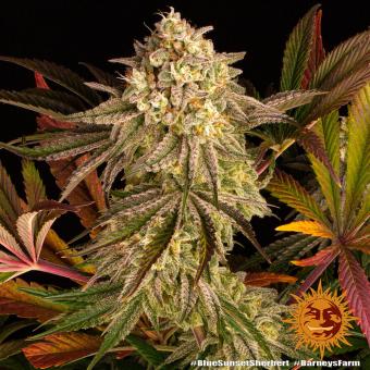 Blue Sunset Sherbert - картинка 5