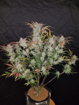 Cream Cookies Auto - картинка 3