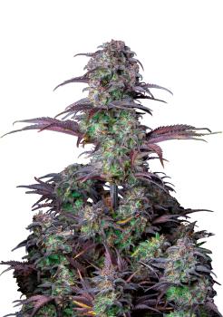 Blueberry Auto
