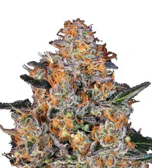 Bubba Kush - картинка 1
