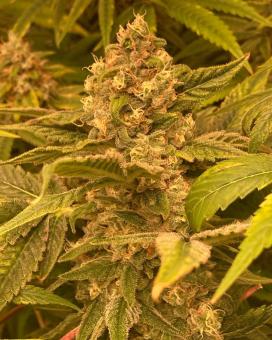 Auto Trichome & Cream - картинка 3