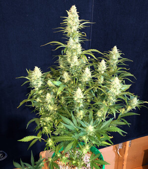Mimosa Cake Auto - картинка 1