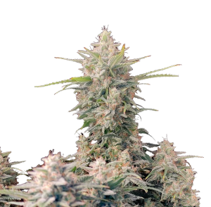 Super Skunk Auto