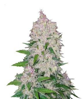 Stardawg Auto - картинка 1