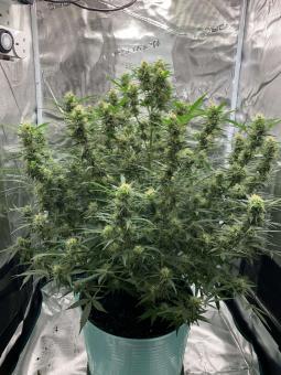 Big Bud Auto - картинка 8