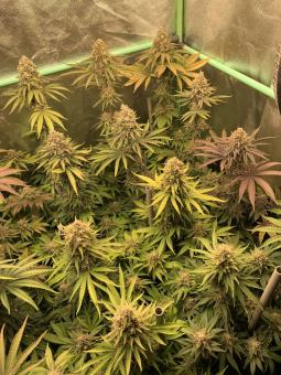 Sherbet Queen Auto - картинка 9