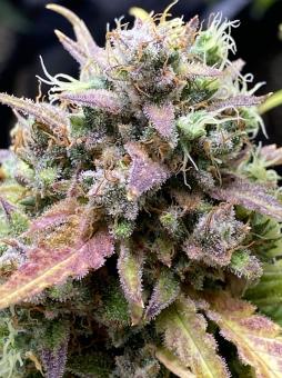 Purple Punch Auto - картинка 2