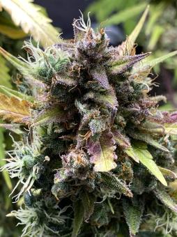 Purple Punch Auto - картинка 9