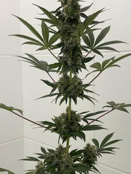 Super Lemon Haze Auto - картинка 3