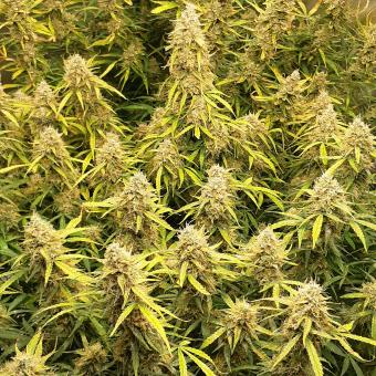 Lemon Pie Auto - картинка 5
