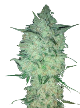 Critical genetics fem