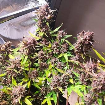 Crystal Meth Auto - картинка 3