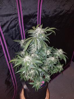 Tangie Auto - картинка 3