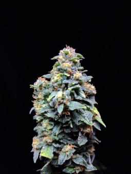 Chronic Ryder BX autoreg - картинка 2