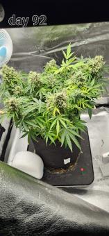 Pineapple Express Auto - картинка 5