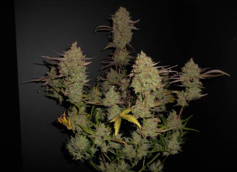 Lemon AK Auto - картинка 9