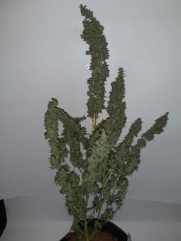Critical Kush - картинка 1