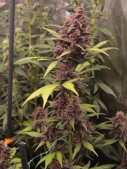 CBD Auto 1:1 (CBD Crack) - картинка 1