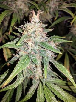 G14 Auto - картинка 5