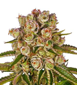 Kush Mintz