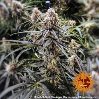 Peyote Critical - картинка 9
