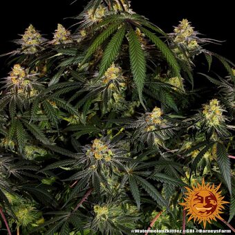 Watermelon Zkittlez - картинка 2