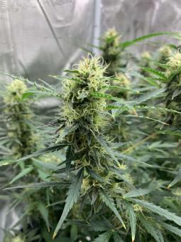 Big Bud Auto - картинка 6