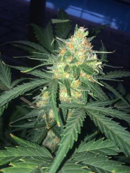West Coast O.G. Auto - картинка 2