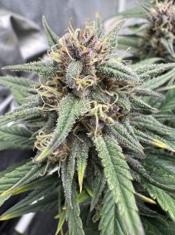 Tropicana Cookies Auto - картинка 1