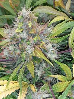 CBD Auto 20:1 - картинка 3
