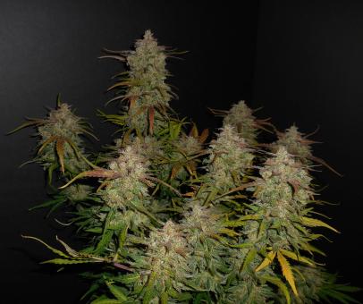 Lemon AK Auto - картинка 11
