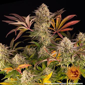 Blue Sunset Sherbert - картинка 3