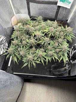 Tropicana Cookies Auto - картинка 7