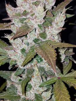 Girl Scout Cookies Auto - картинка 3
