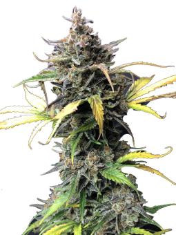 Cherry Cola Auto - картинка 4
