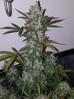 Girl Scout Cookies Auto - картинка 6