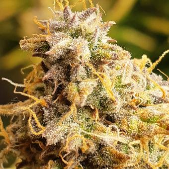 Lemon Pie Auto - картинка 3