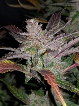 Cream Cookies Auto - картинка 5