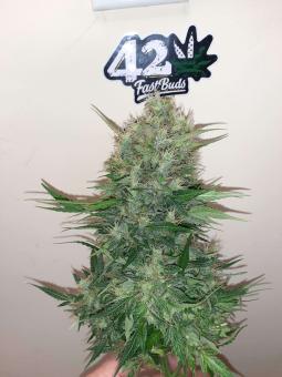 CBD Auto 20:1 - картинка 4